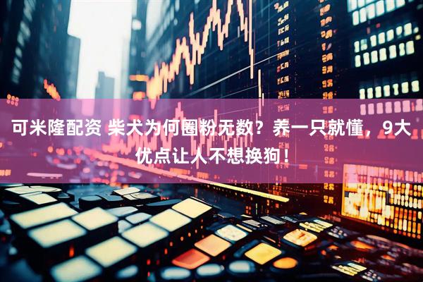 可米隆配资 柴犬为何圈粉无数？养一只就懂，9大优点让人不想换狗！