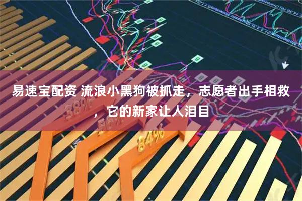 易速宝配资 流浪小黑狗被抓走，志愿者出手相救，它的新家让人泪目